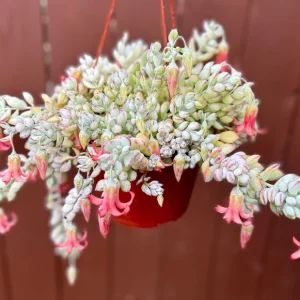 Cliff Cotyledon Pendens Trailing Succulent Live Plant - Pink Plant for Hanging Baskets - Image 2
