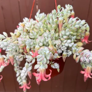 Cliff Cotyledon Pendens Trailing Succulent Live Plant - Pink Plant for Hanging Baskets - Image 3