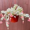 Cliff Cotyledon Pendens Trailing Succulent Live Plant - Pink Plant for Hanging Baskets - Image 1