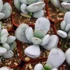 Cotyledon Orbiculata Live Plant - White Succulent in 2 inch Pot - Image 1