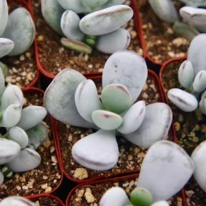 Cotyledon Orbiculata Live Plant - White Succulent in 2 inch Pot - Image 1