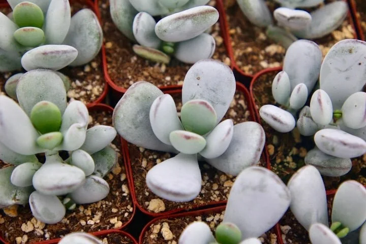 Cotyledon Orbiculata Live Plant - White Succulent in 2 inch Pot - Image 1