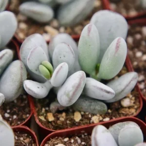 Cotyledon Orbiculata Live Plant - White Succulent in 2 inch Pot - Image 2