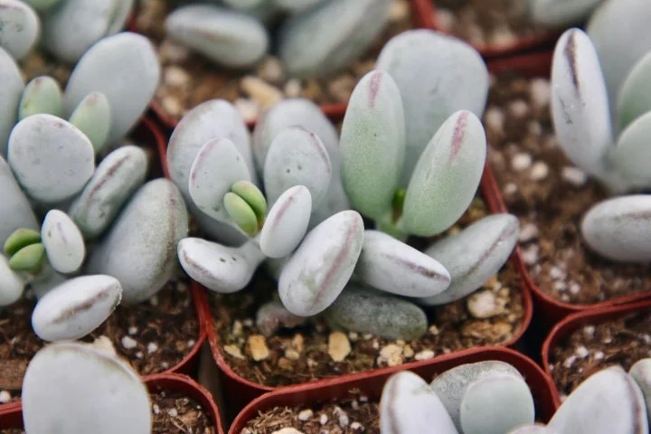 Cotyledon Orbiculata Live Plant - White Succulent in 2 inch Pot - Image 2