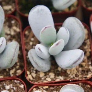 Cotyledon Orbiculata Live Plant - White Succulent in 2 inch Pot - Image 3
