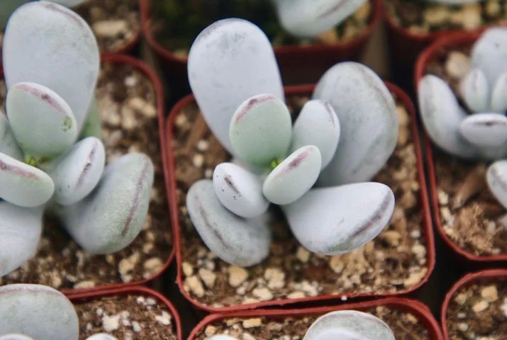 Cotyledon Orbiculata Live Plant - White Succulent in 2 inch Pot - Image 3