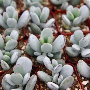 Cotyledon Orbiculata Live Plant - White Succulent in 2 inch Pot - Image 4
