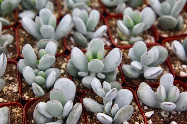 Cotyledon Orbiculata Live Plant - White Succulent in 2 inch Pot - Image 4