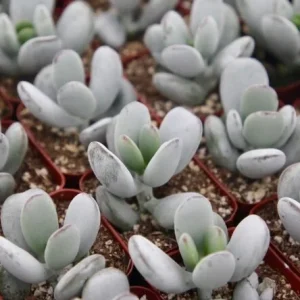Cotyledon Orbiculata Live Plant - White Succulent in 2 inch Pot - Image 5