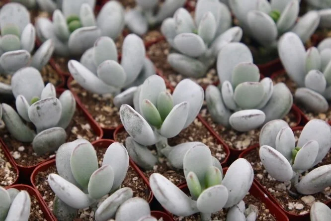 Cotyledon Orbiculata Live Plant - White Succulent in 2 inch Pot - Image 5