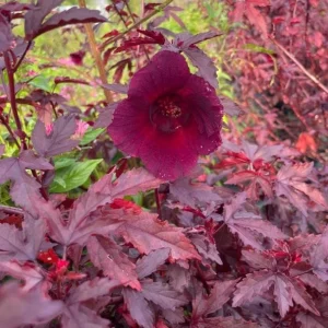 Cranberry Hibiscus Live Plant Set - 2 Pack, 4-6