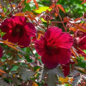 Cranberry Hibiscus Live Plant Set - 2 Pack, 4-6
