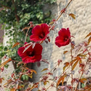 Cranberry Hibiscus Live Plant Set - 2 Pack, 4-6