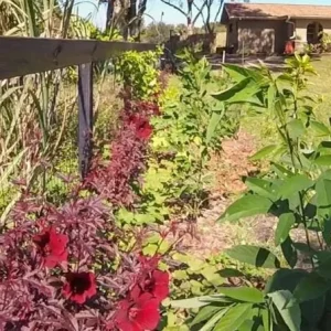 Cranberry Hibiscus Live Plant Set - 2 Pack, 4-6