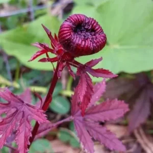 Cranberry Hibiscus Live Plant Set - 2 Pack, 4-6