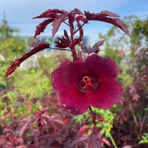 Cranberry Hibiscus Live Plant Set - 2 Pack, 4-6