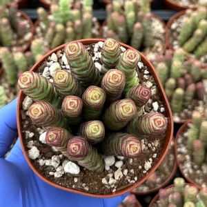 Crassula Baby Necklace Live Plant - Trailing Succulent for Indoor Decor - Image 2