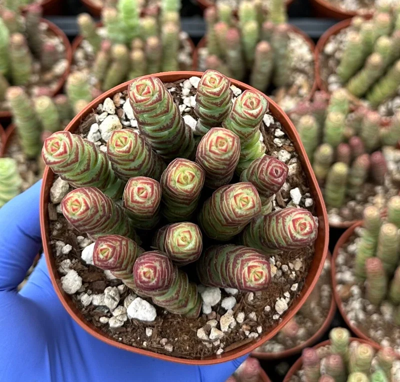 Crassula Baby Necklace Live Plant - Trailing Succulent for Indoor Decor - Image 2