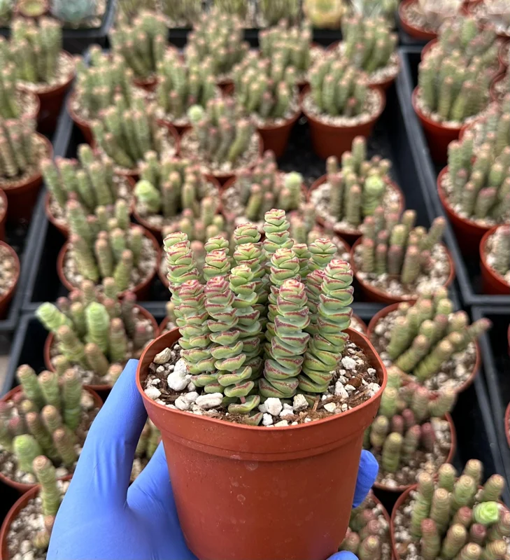 Crassula Baby Necklace Live Plant - Trailing Succulent for Indoor Decor - Image 1