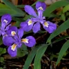 Crested Wild Iris Bare Roots - Iris cristata - 10 Pack - Outdoor Perennial - Image 1