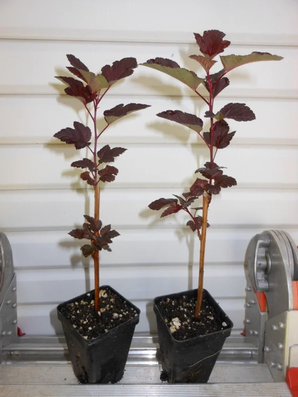 Crimson Ninebark Shrub Live Plant 2.5" Pot - Purple Foliage Outdoor - Image 2