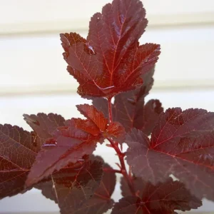 Crimson Ninebark Shrub Live Plant 2.5