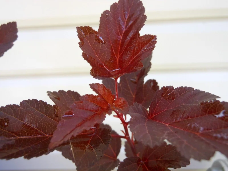 Crimson Ninebark Shrub Live Plant 2.5" Pot - Purple Foliage Outdoor - Image 3