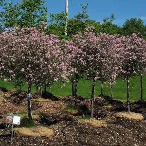 Crimson Ninebark Shrub Live Plant 2.5