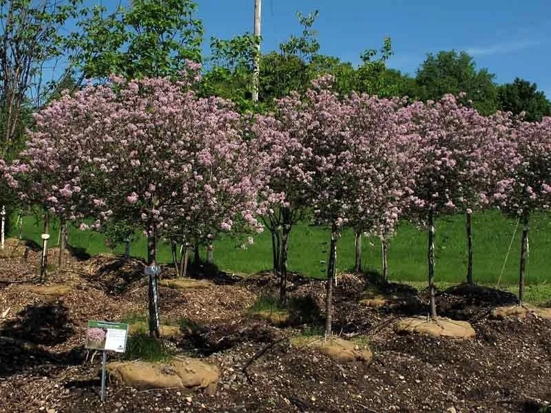 Crimson Ninebark Shrub Live Plant 2.5" Pot - Purple Foliage Outdoor - Image 4