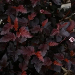 Crimson Ninebark Shrub Live Plant 2.5
