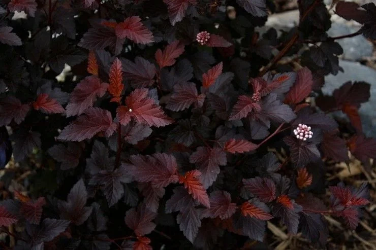 Crimson Ninebark Shrub Live Plant 2.5" Pot - Purple Foliage Outdoor - Image 5