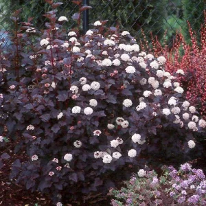 Crimson Ninebark Shrub Live Plant 2.5