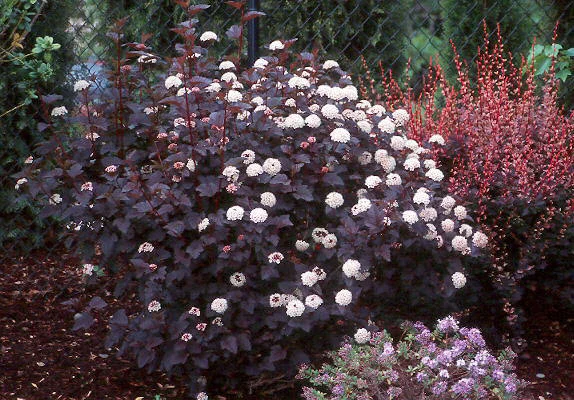 Crimson Ninebark Shrub Live Plant 2.5" Pot - Purple Foliage Outdoor - Image 6