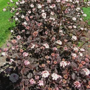 Crimson Ninebark Shrub Live Plant 2.5