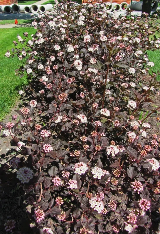 Crimson Ninebark Shrub Live Plant 2.5" Pot - Purple Foliage Outdoor - Image 7