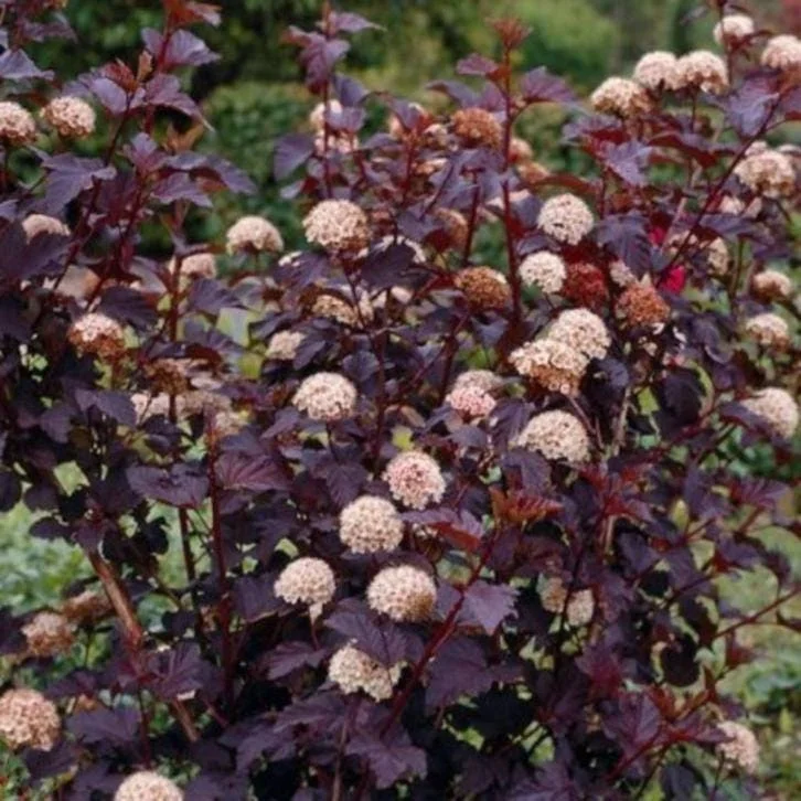 Crimson Ninebark Shrub Live Plant 2.5" Pot - Purple Foliage Outdoor - Image 1