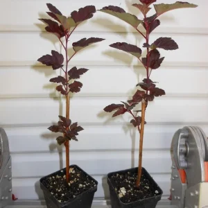 Crimson Ninebark Shrub Live Plant – 6-12
