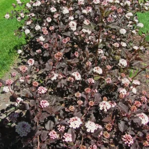 Crimson Ninebark Shrub Live Plant – 6-12