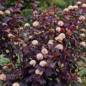 Crimson Ninebark Shrub Live Plant – 6-12" Tall in 2.5" Pot – Purple Foliage - Image 1