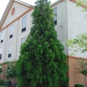 Cryptomeria Yoshino Japanese Cedar Live Plant - Fast Growing Evergreen Tree 6-10 inches tall in Quart Pot - Image 1