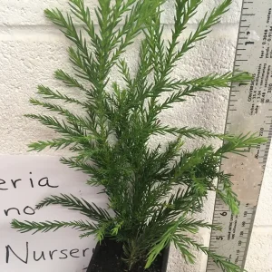 Cryptomeria Yoshino Japanese Cedar Live Plant - Fast Growing Evergreen Tree 6-10 inches tall in Quart Pot - Image 2