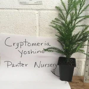 Cryptomeria Yoshino Japanese Cedar Live Plant - Fast Growing Evergreen Tree 6-10 inches tall in Quart Pot - Image 3