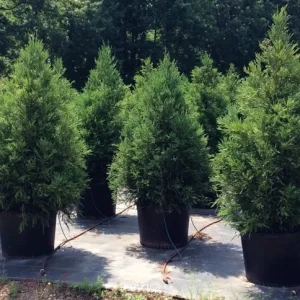 Cryptomeria Yoshino Japanese Cedar Live Plant - Fast Growing Evergreen Tree 6-10 inches tall in Quart Pot - Image 4