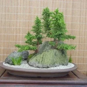 Cryptomeria Yoshino Japanese Cedar Live Plant - Fast Growing Evergreen Tree 6-10 inches tall in Quart Pot - Image 5