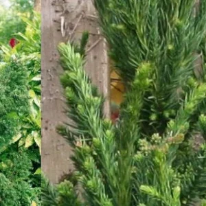 Cryptomeria Yoshino Japanese Cedar Live Plant - Fast Growing Evergreen Tree 6-10 inches tall in Quart Pot - Image 6