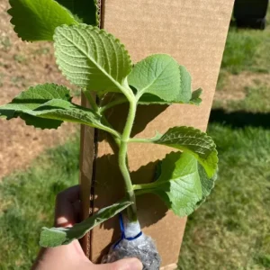 Cuban Oregano Live Plant - 4-6