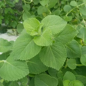 Cuban Oregano Live Plant - 4-6