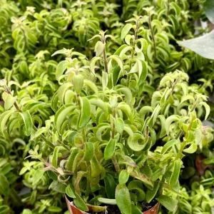 Curly Lipstick Live Plant Aeschynanthus Radicans 'Curly' in 3 inch Pot Indoor - Image 2