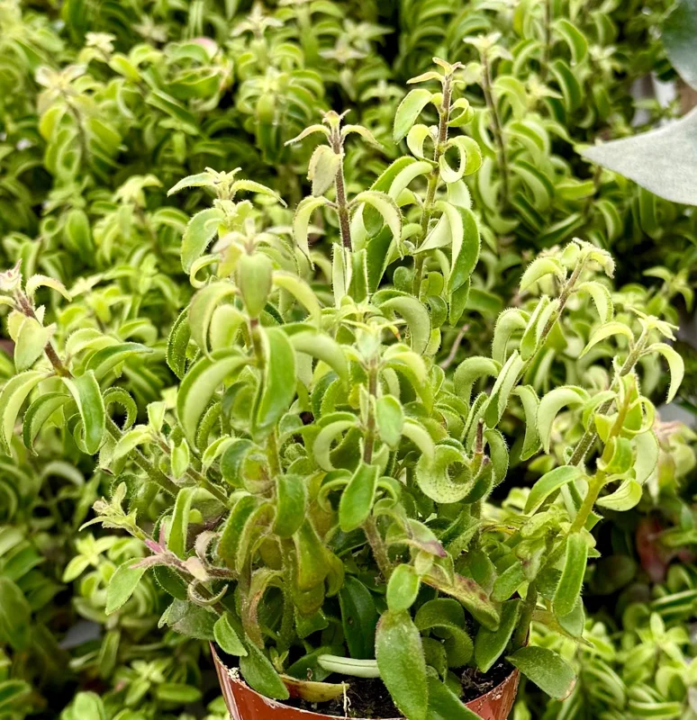 Curly Lipstick Live Plant Aeschynanthus Radicans 'Curly' in 3 inch Pot Indoor - Image 2