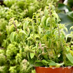 Curly Lipstick Live Plant Aeschynanthus Radicans 'Curly' in 3 inch Pot Indoor - Image 3